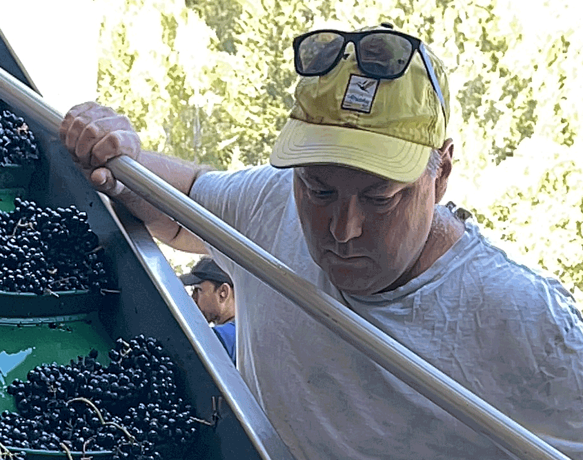 Matt-Meyers-Grape-Harvest-Yorkville-845x668 image Matt Meyers Grape Harvest Yorkville 845x668